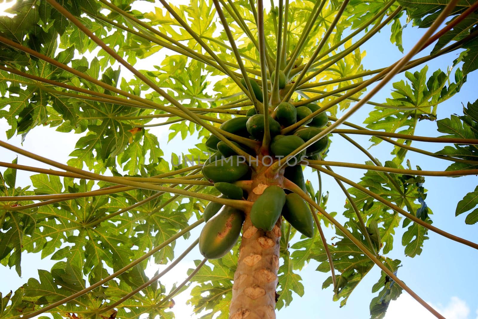 salvador, bahia / brazil - july 8, 2020: papaya plantation in the city of Salvador.