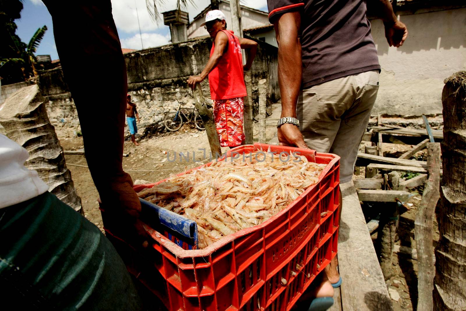 shrimp fishing in southern bahia by joasouza