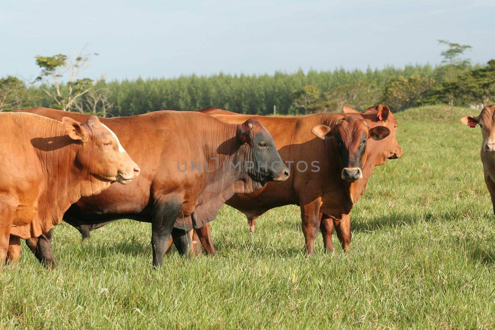 cattle raising in eunapolis by joasouza