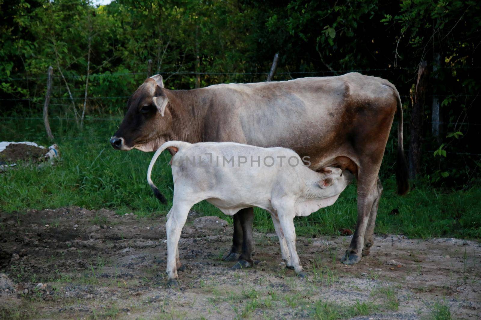 calf and dairy cow on farm in bahia by joasouza