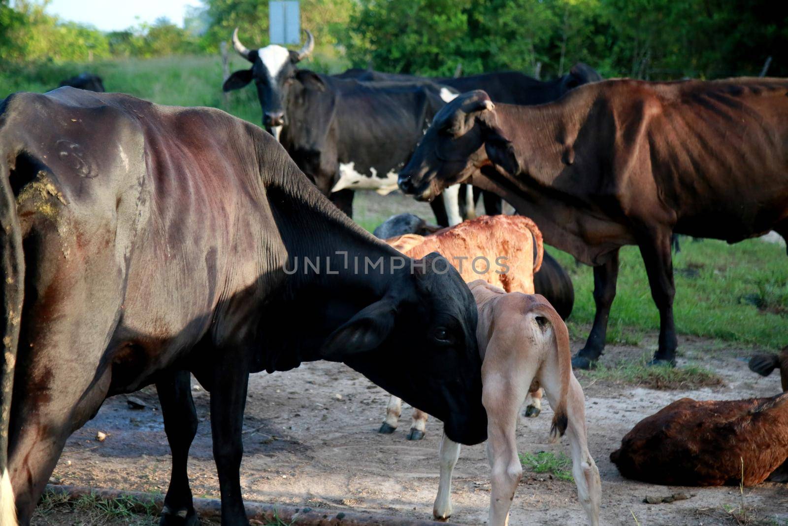 calf and dairy cow on farm in bahia by joasouza