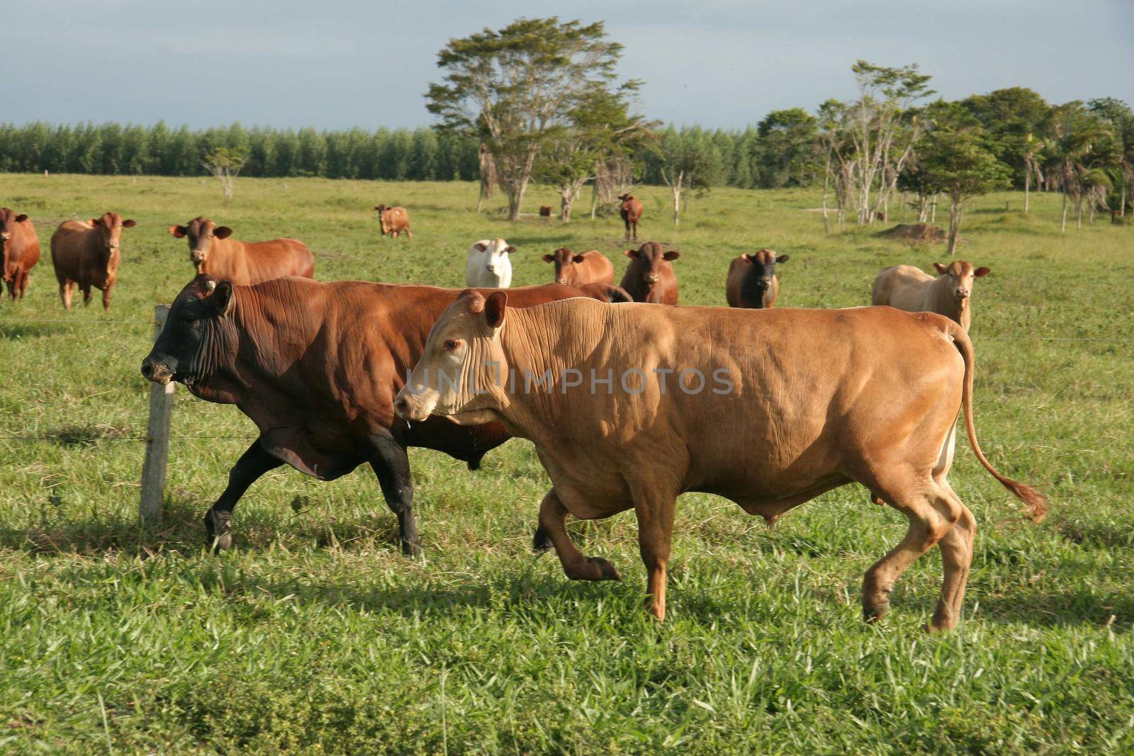 eunapolis, bahia / brazil - June 08, 2009: Animals are seen at cattle ranch in the city of Eunapolis.