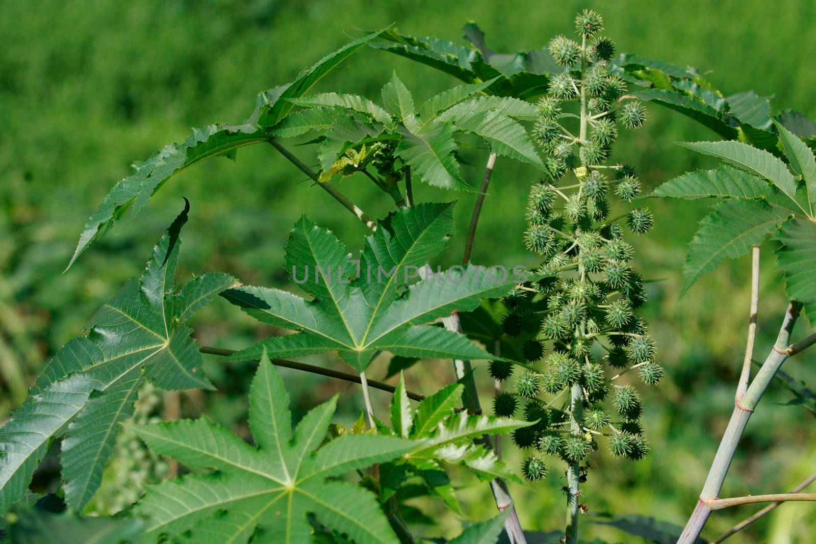 eunapolis, bahia / brazil - september 7, 2012: Castor plantation for biodiesel production in the city of Eunapolis.