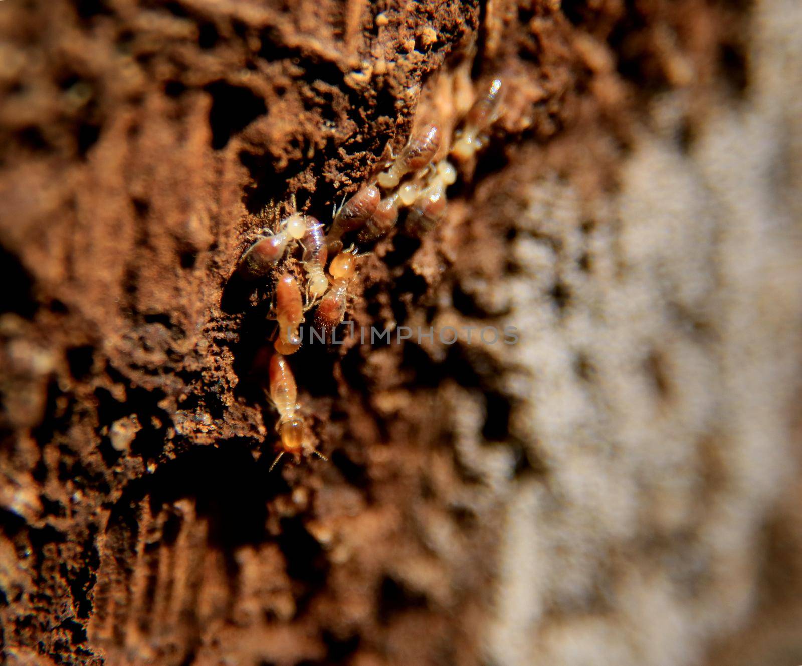 salvador, bahia / brazil - july 8, 2020: termite insect is seen on a wooden trunk in the city of Salvador.