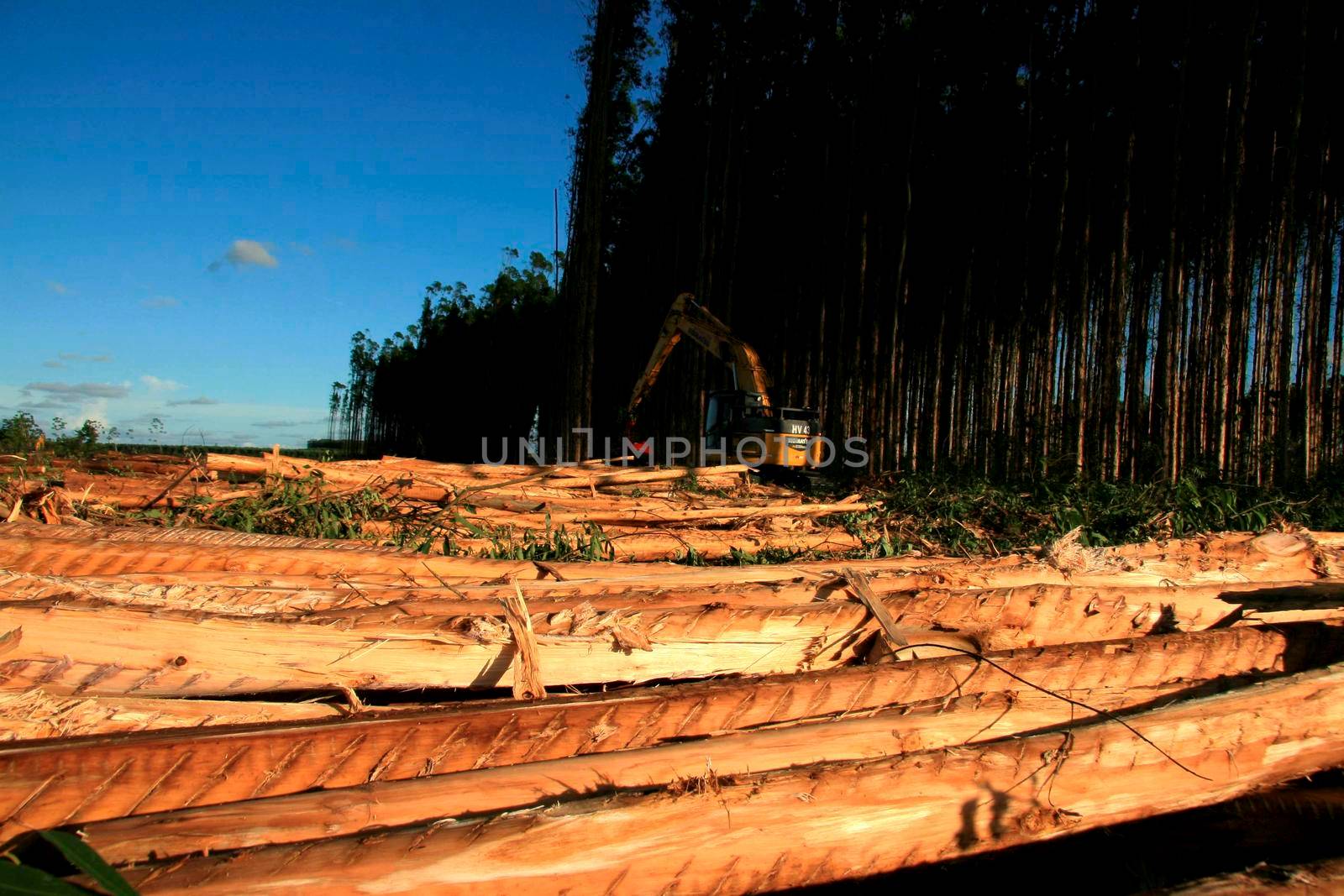 eunapolis, bahia / brazil - november 26, 2010: Harvester is seen cutting eucalyptus trees for pulp production in a factory in the city of Eunapolis.