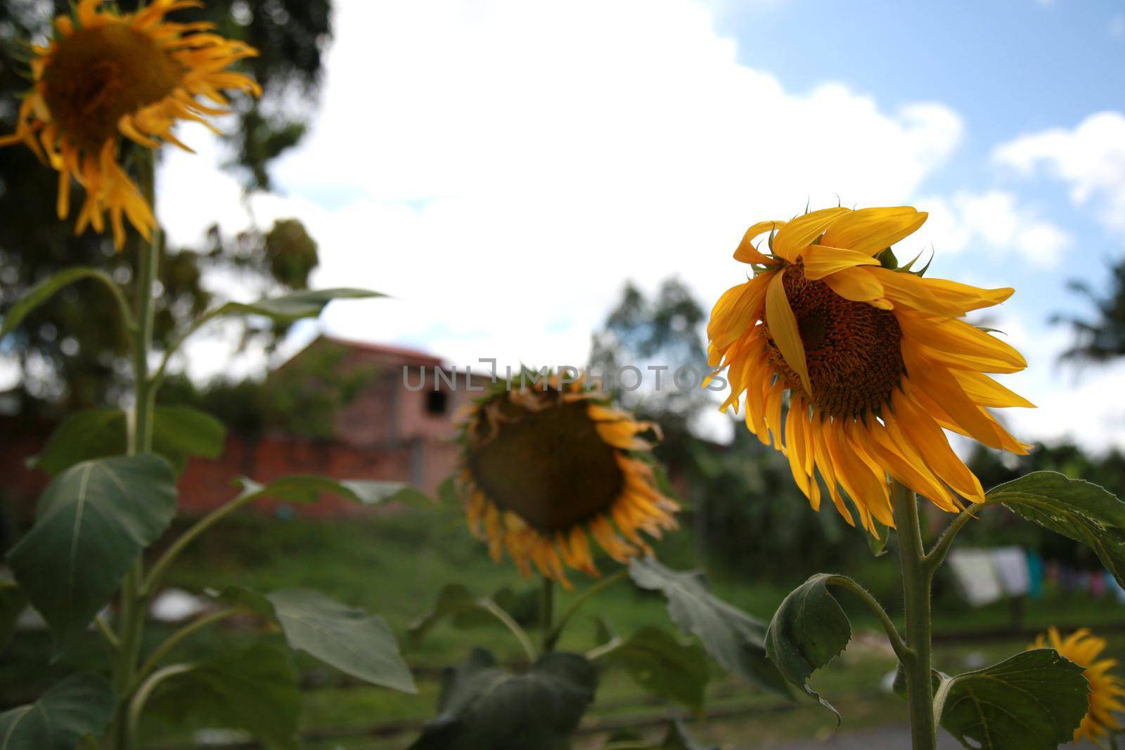 mata de sao joao, bahia / brazil - november 9, 2020: sunflower planting in a garden of a residence in the city of Mata de Sao Joao.


