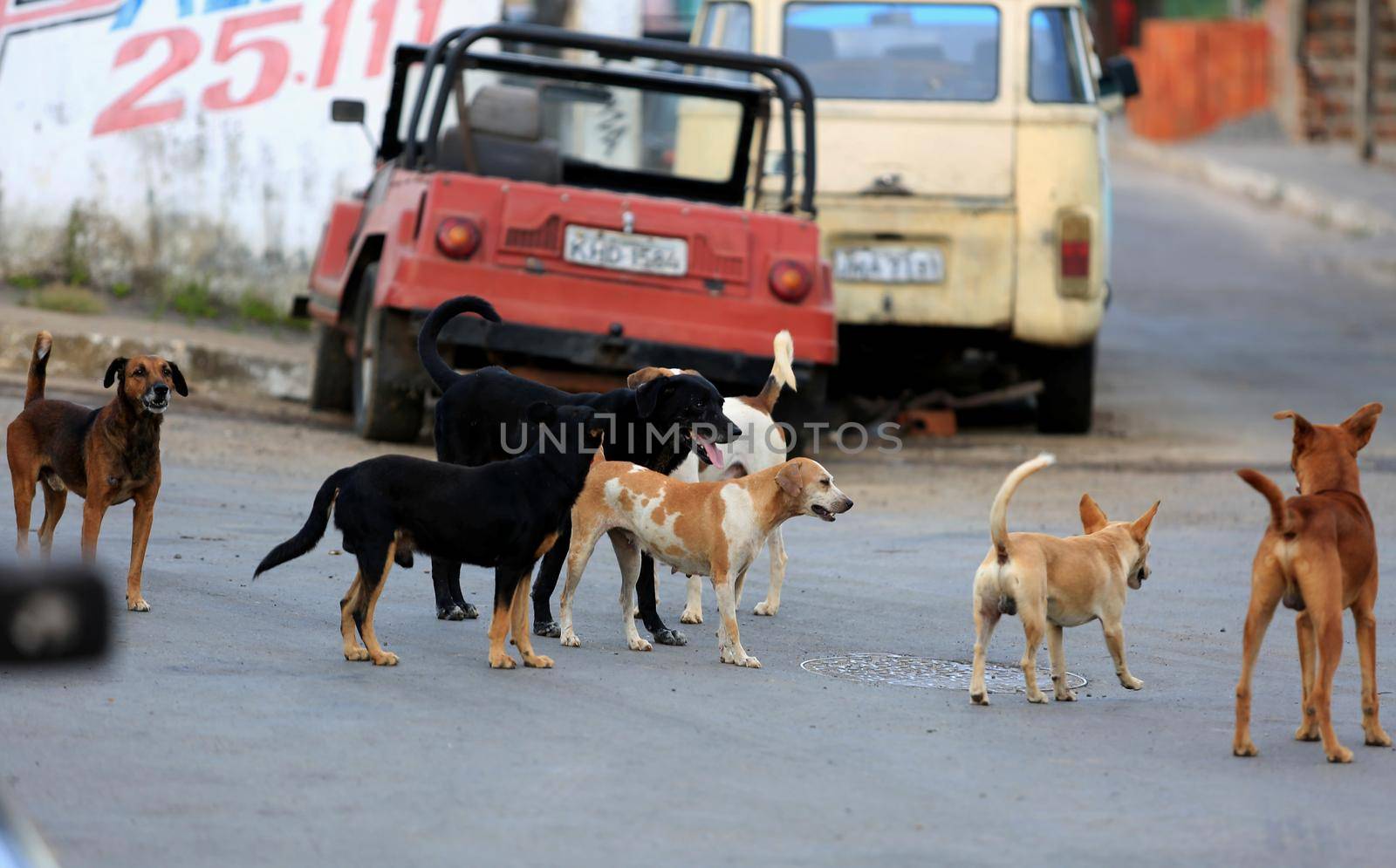 salvador, bahia, brazil - december 9, 2015: Female dog in heat attracting the attention of dogs in the Alto da Terezinha neighborhood in Salvador.