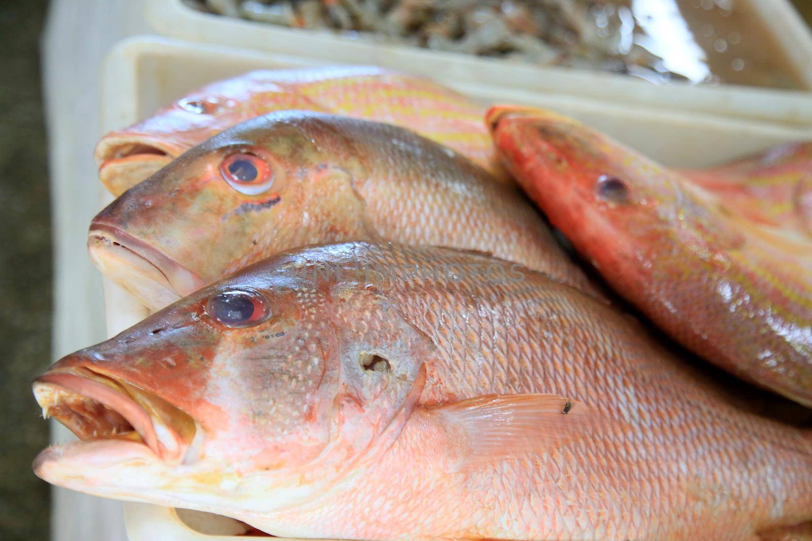 salvador, bahia, brazil - february 4, 2021: fish for sale at the Itapua Municipal Market in the city of Salvador.