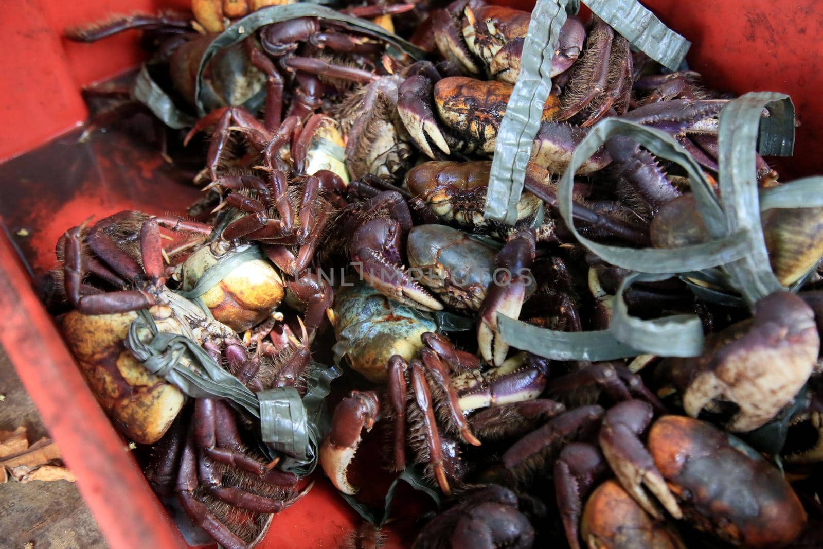 salvador, bahia, brazil - february 4, 2021: uca crab - Ucides cordatus - is seen for sale at the Itapua Municipal market in the city.