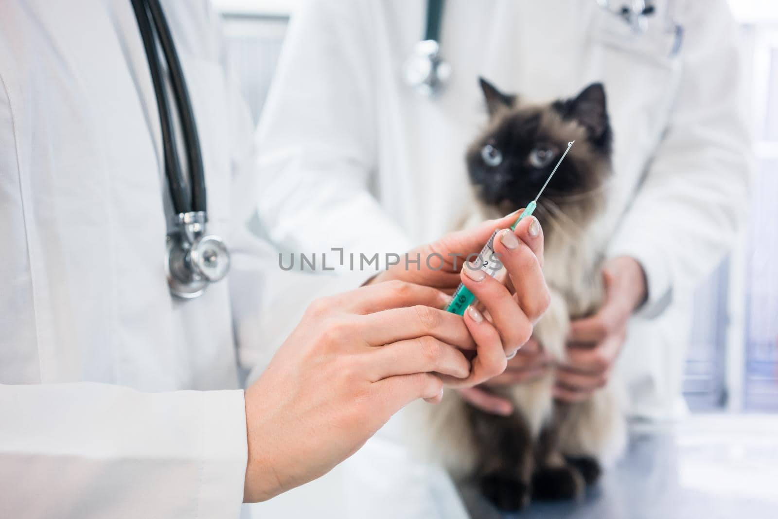 Cat looking at vaccine injection being prepared by veterinarian doctor by Kzenon
