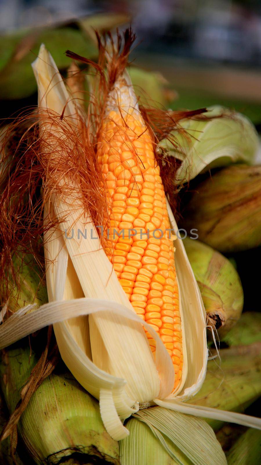 ears of corn for sale in salvador by joasouza