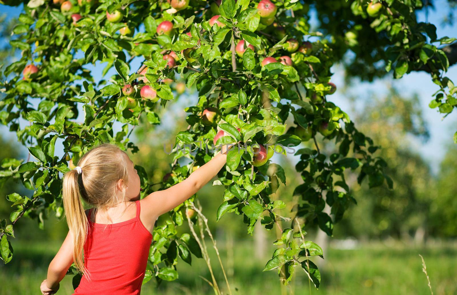 A little girl picking an apple from a tree, the weather is sunny