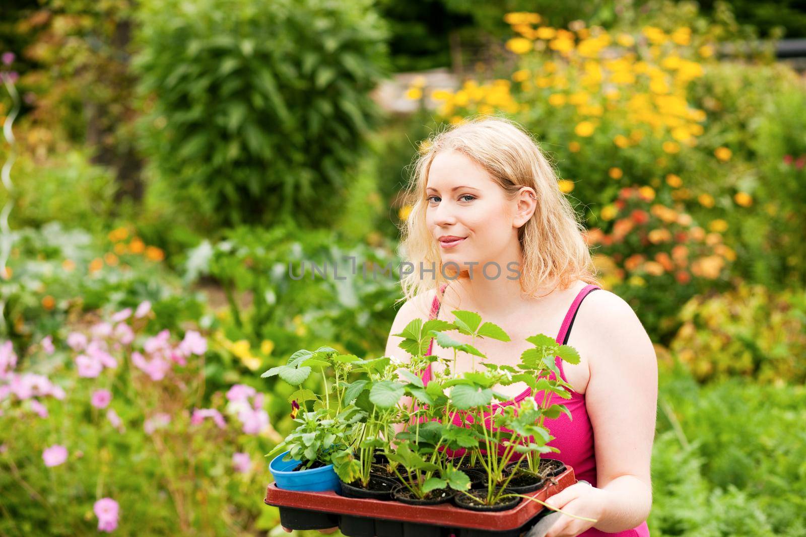 Gardening - Young blonde woman with strawberry seedlings attempting to plant them in her garden
