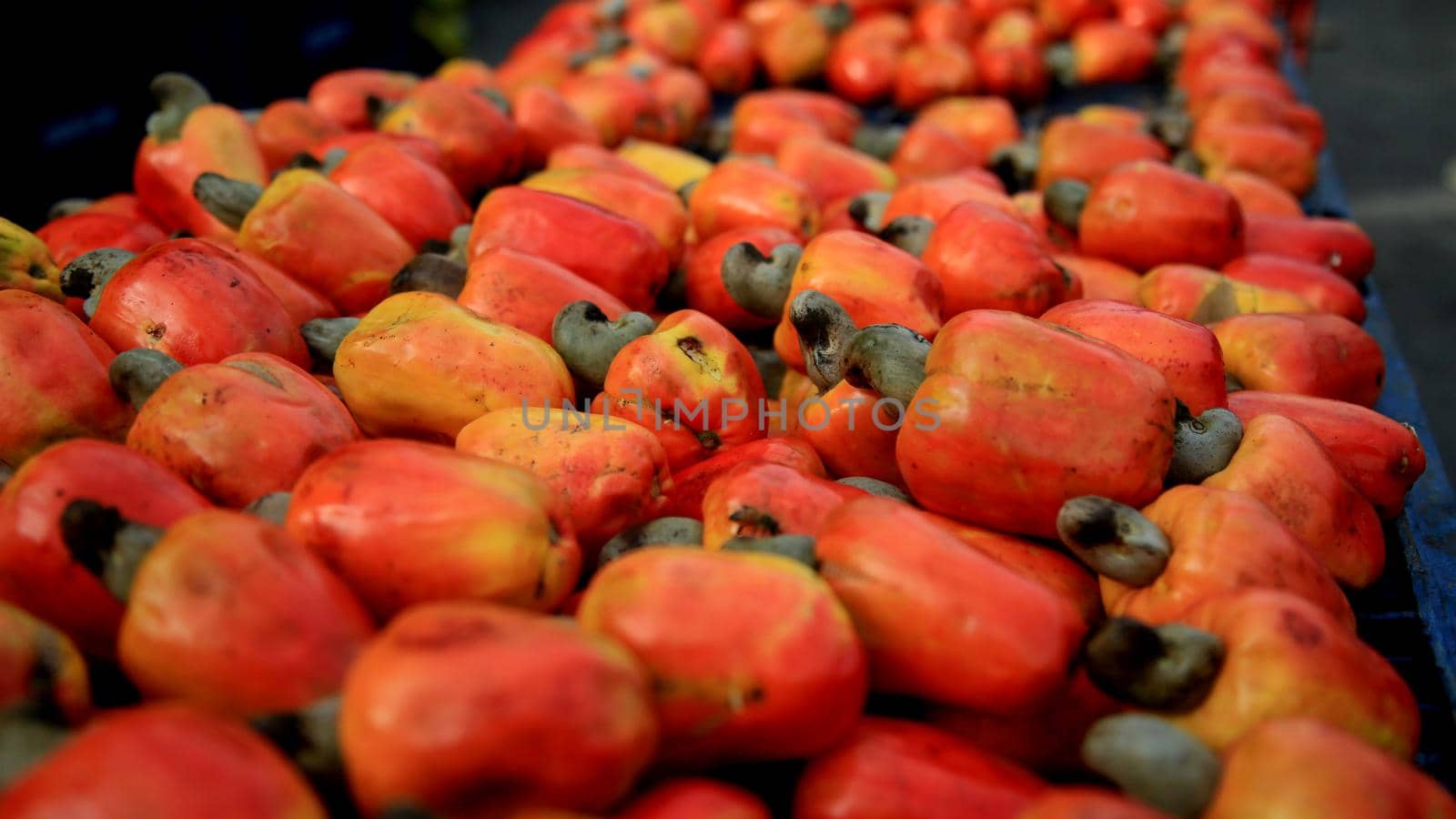 salvador, bahia / brazil - july 10, 2020: cashew fruit are seen for sale in the city of Salvador.