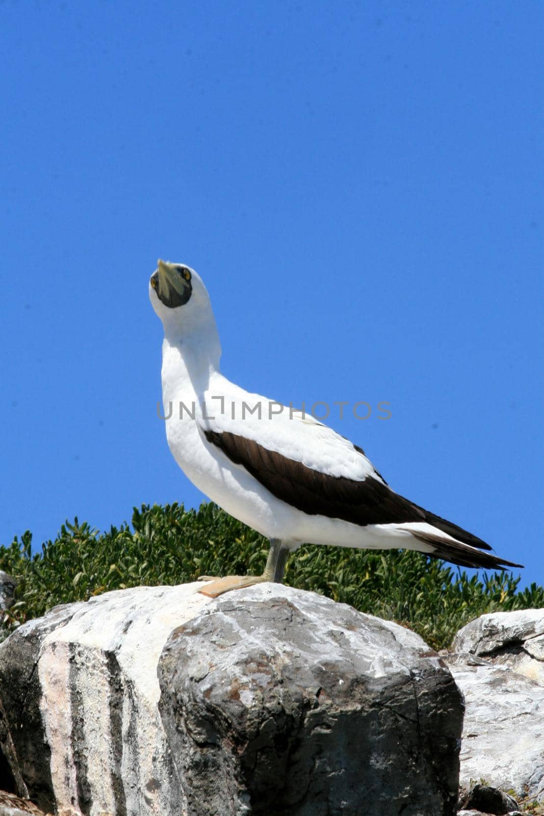 caravelas, bahia / brazil - september 13, 2008: passarop is seen in the archipelago of the Parque Marinho dos Abrolhos in southern Bahia.