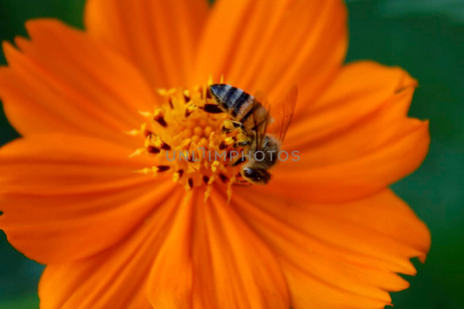conde, bahia / brazil - july 26, 2014: Bee is seen collecting necta in flower garden in Conde city.
