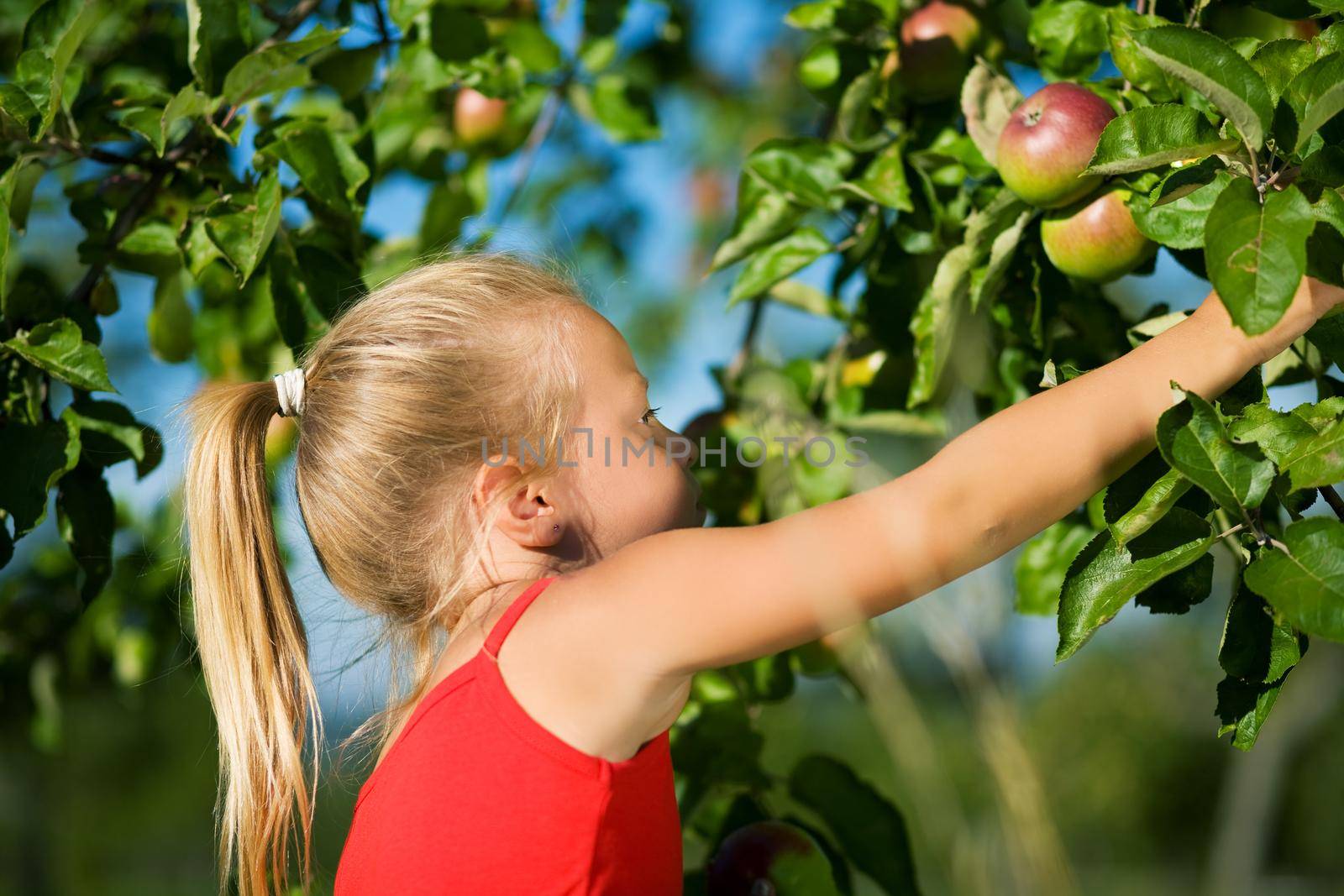A little girl picking an apple from the tree