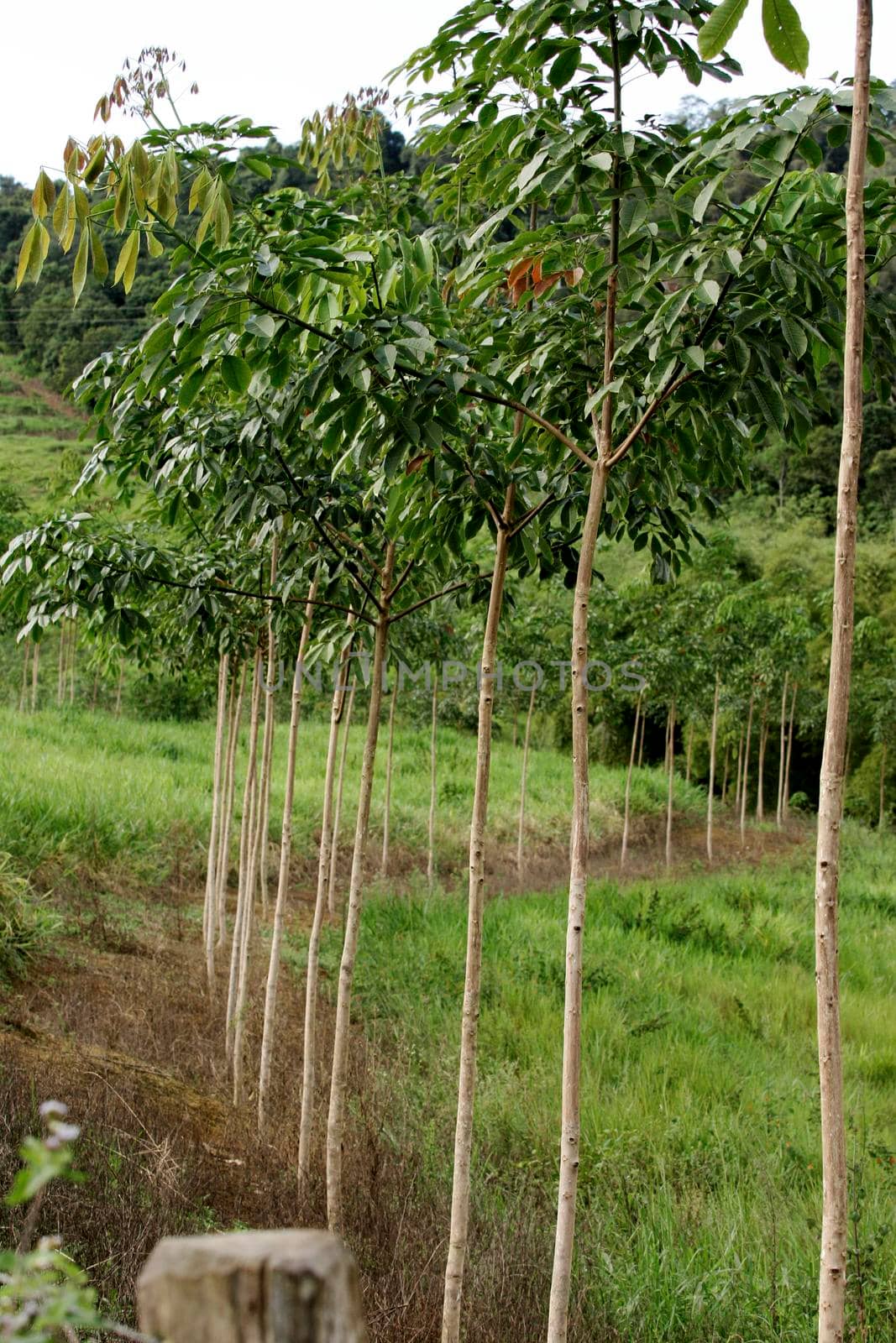 itamaraju, bahia / brazil - july 9, 2009: nursery of rubber tree seedlings is seen in the city of Itamaraju.