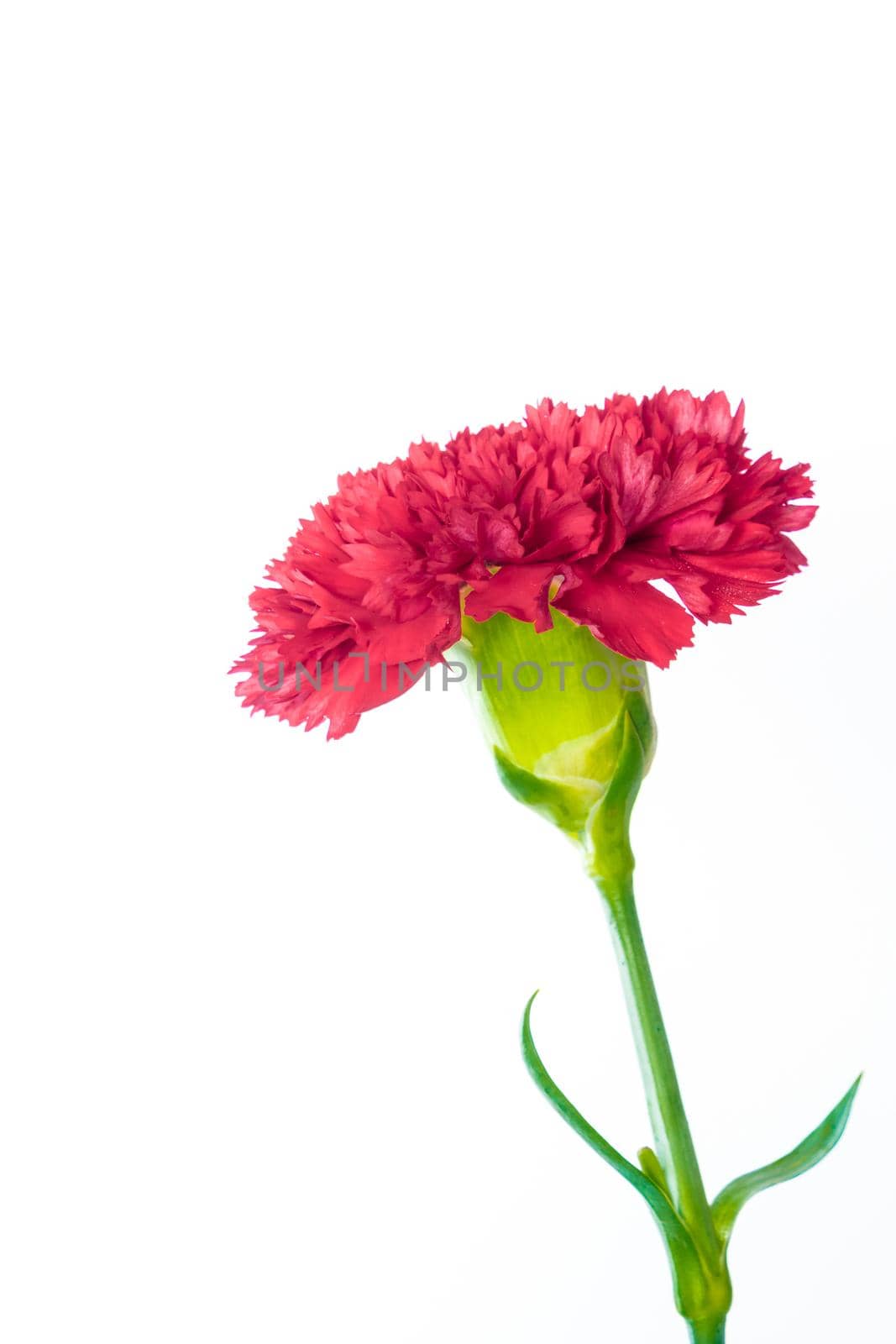 Vivid red carnation isolated on white background by Satakorn