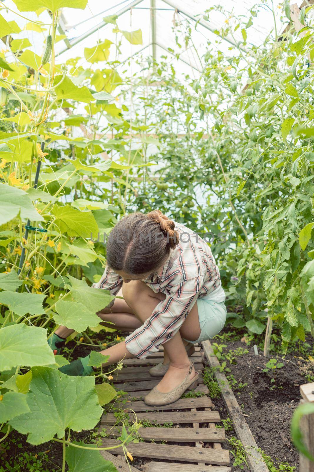 Beautiful woman working in green house on tomatoes