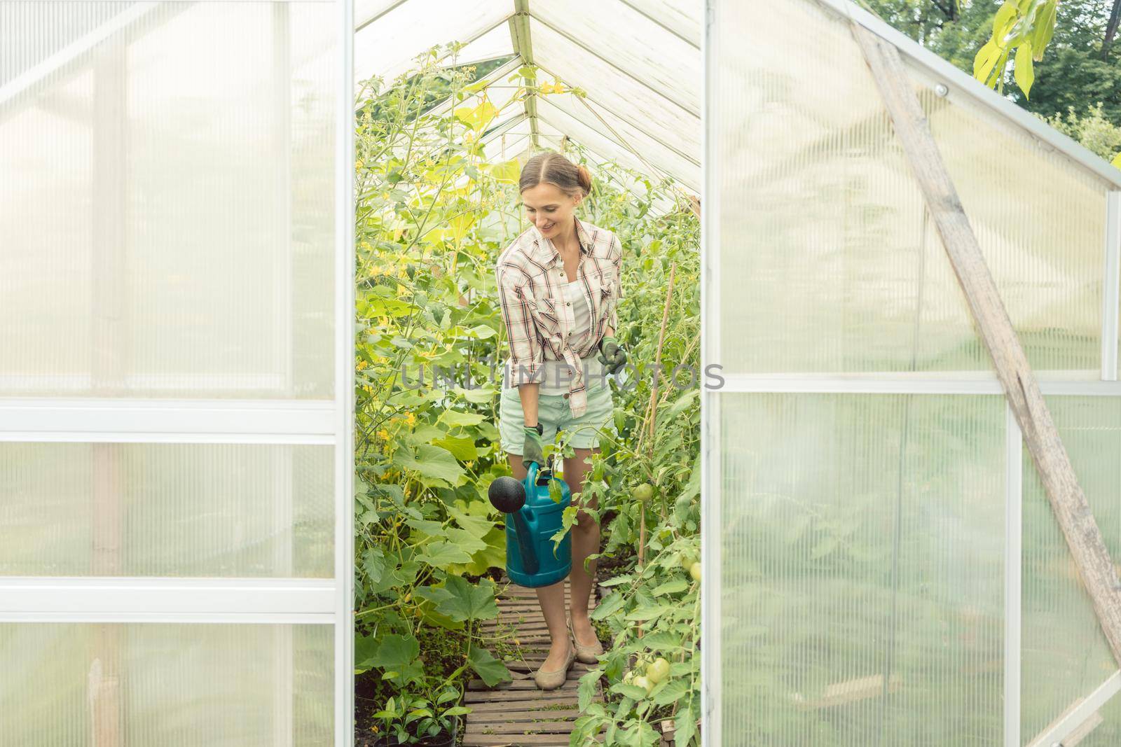 Gardening woman watering tomatoes in greenhouse