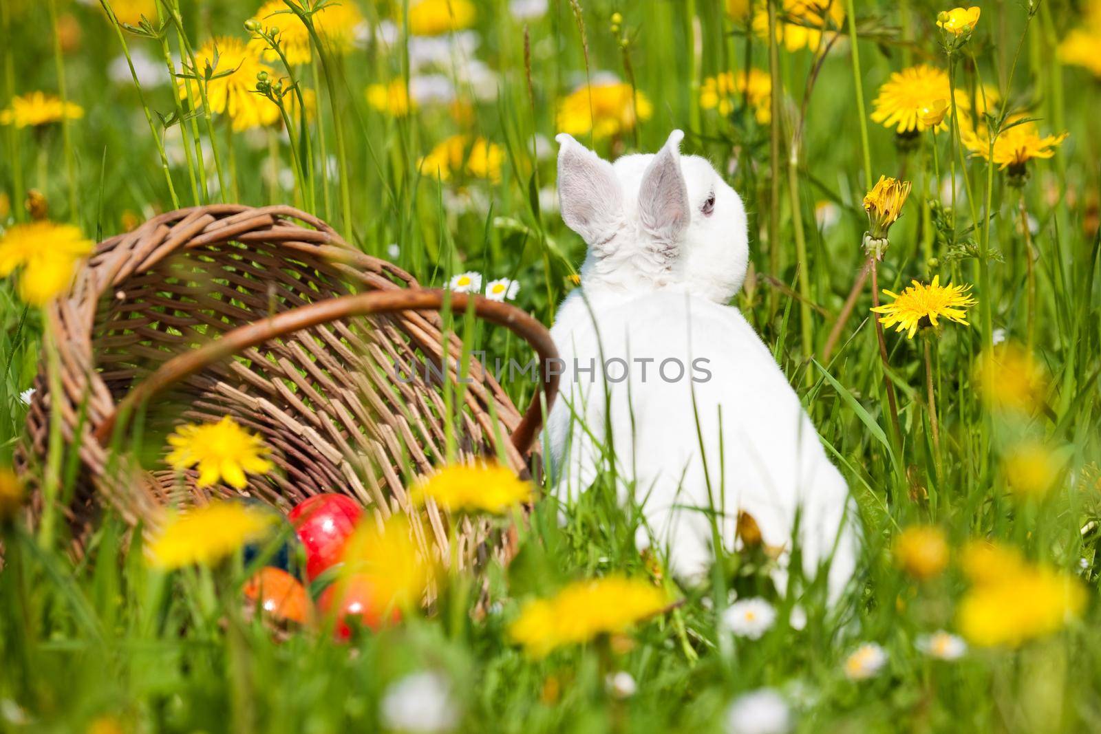 Easter bunny on meadow with basket and eggs by Kzenon