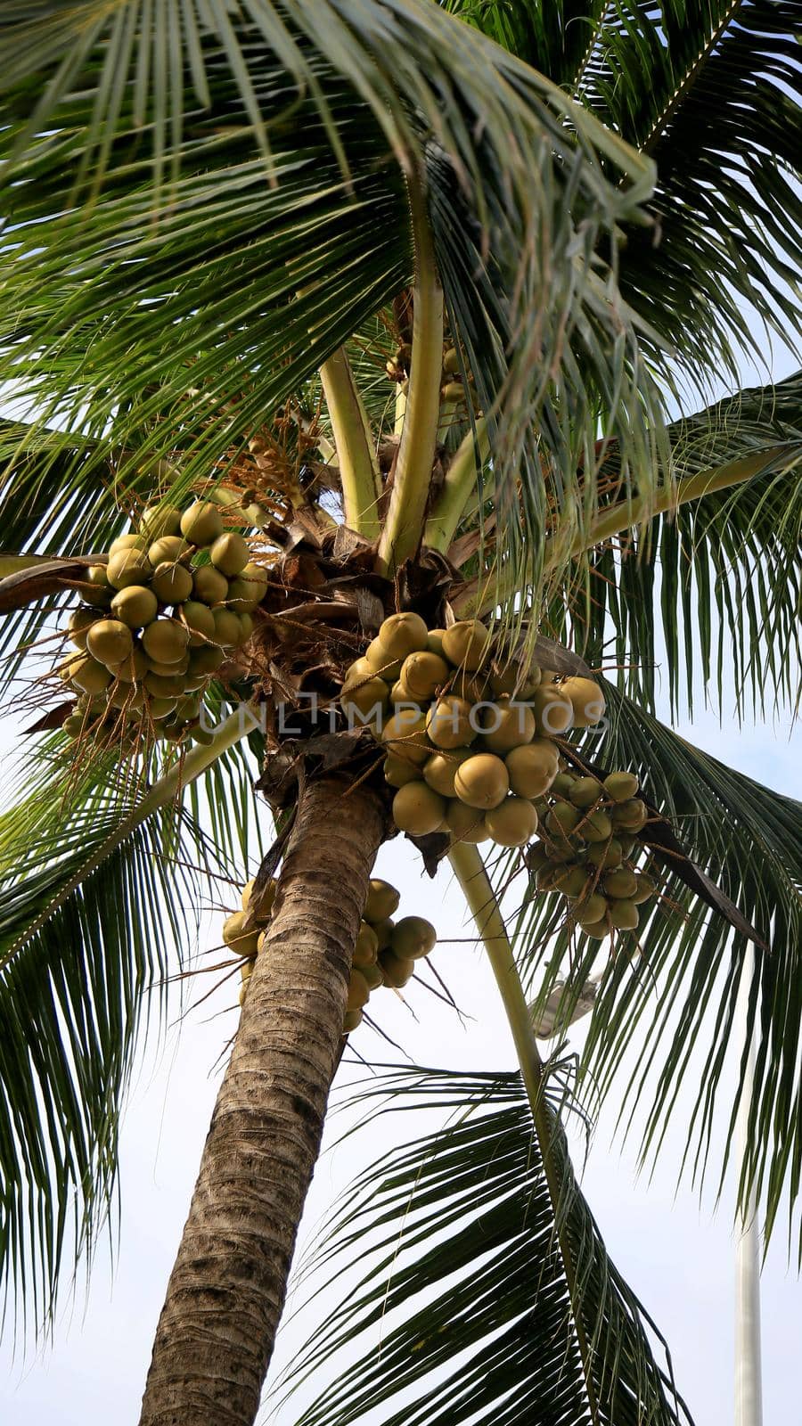 salvador, bahia / brazil - july 10, 2020: coconut tree is seen in the city of Salvador.











