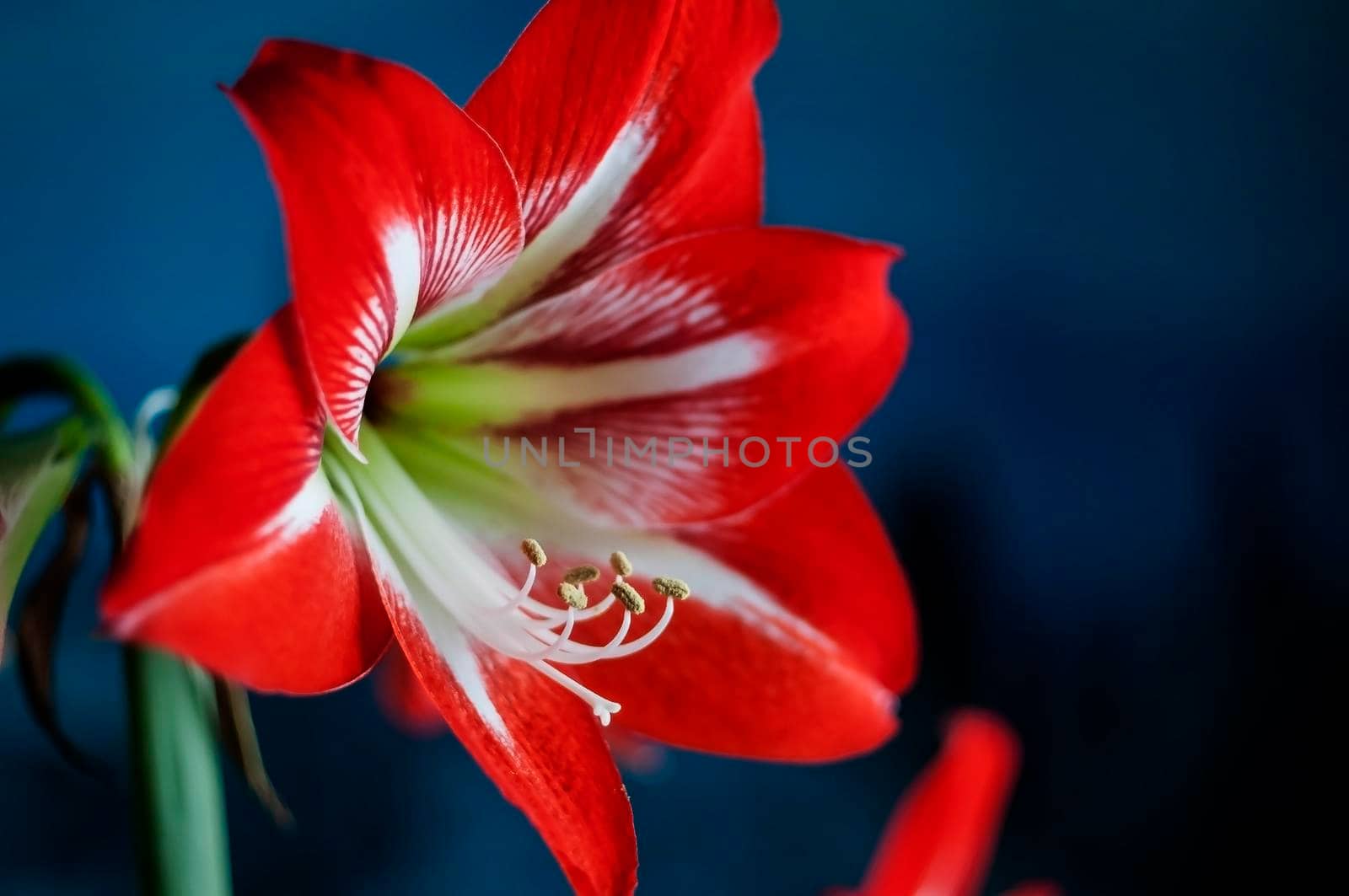 red flower with Latin name Hippeastrum blooms on the windowsill