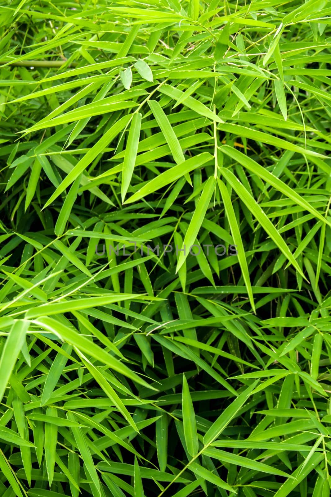 Vivid green color of bamboo leaf / green background