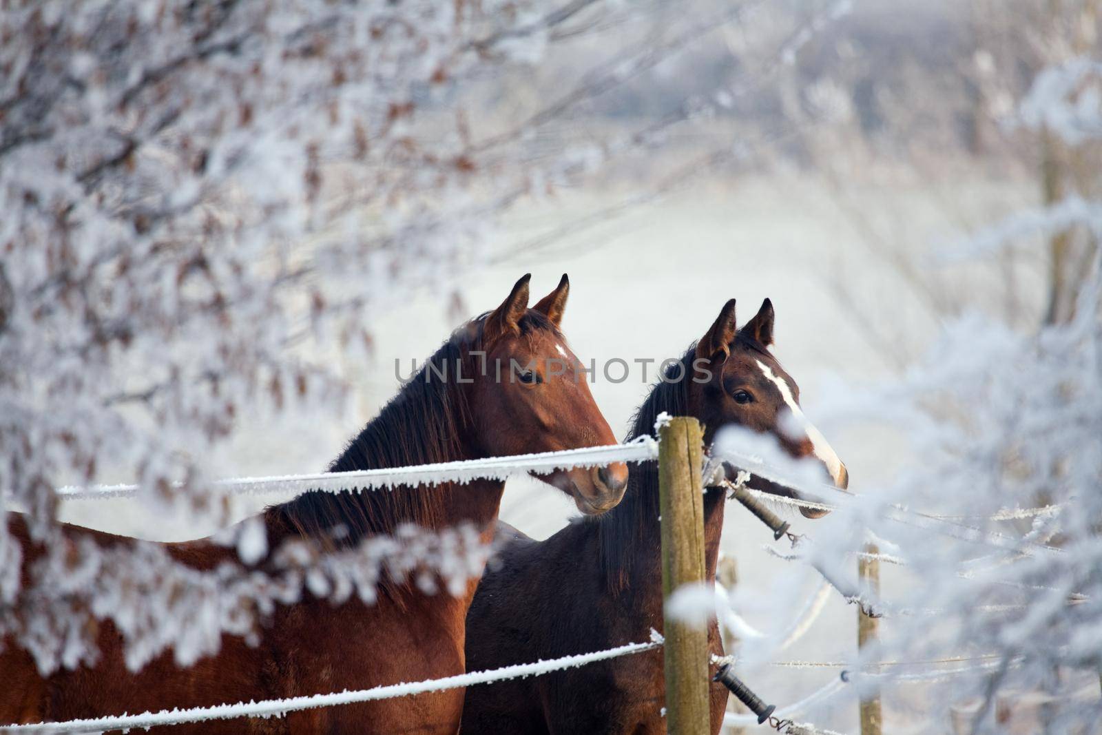 Two horses in a winter landscape, looking over a fence
