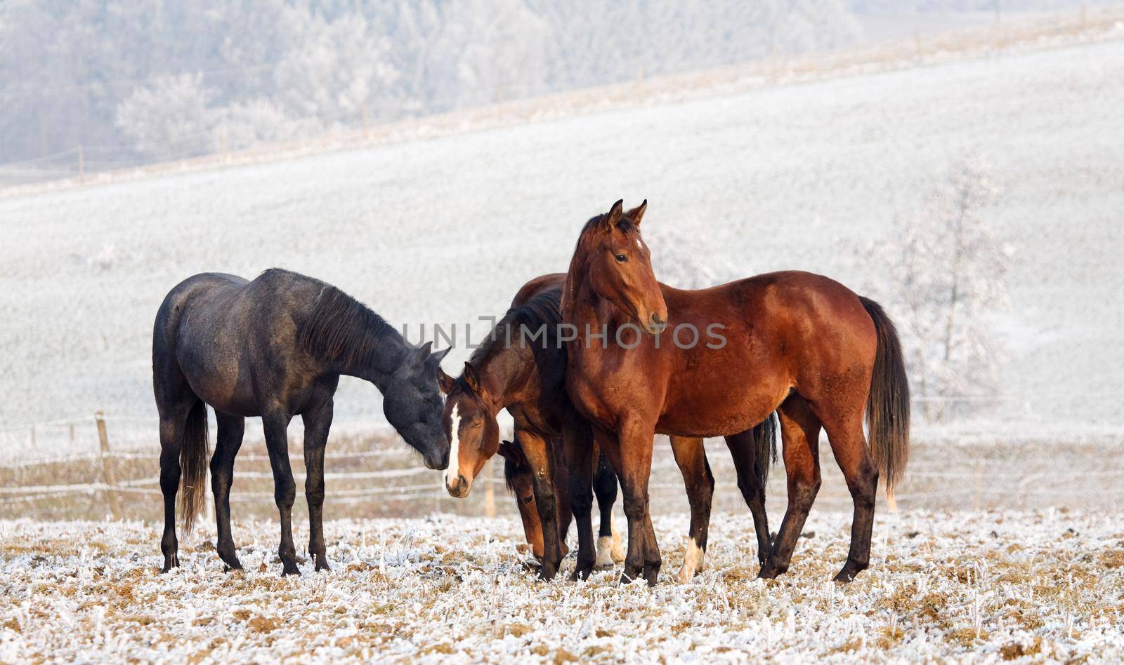 Four horses in a winter landscape