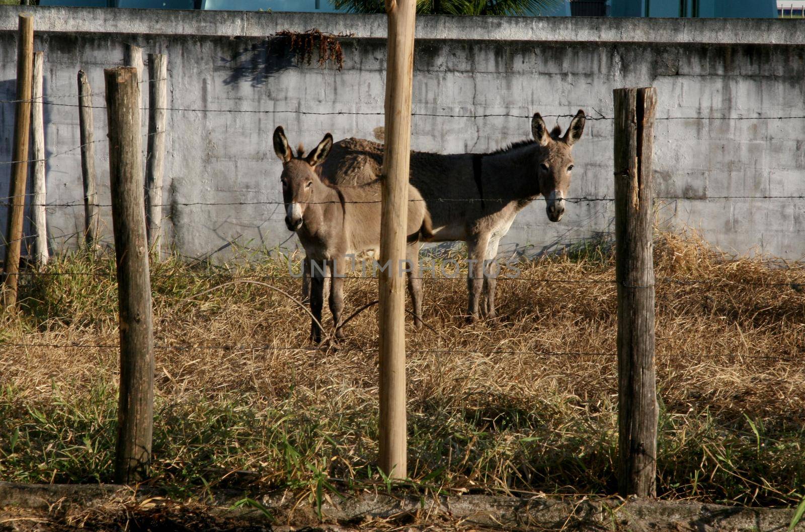 eunapolis, bahia / brazil - april 4, 2008: horses seized by the Zoonosis Control Center in the city of Eunapolis.