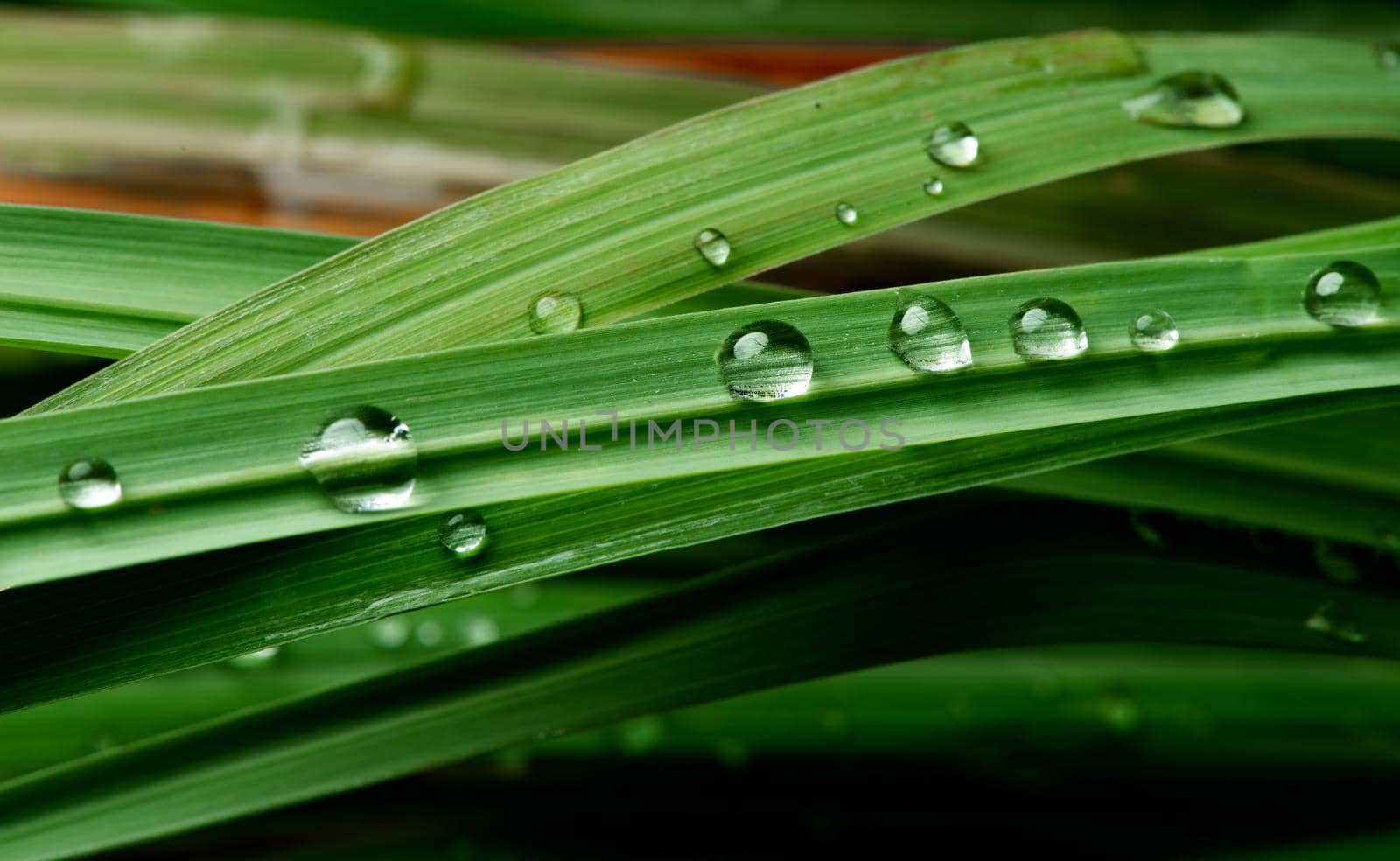 close-up water drop on lush green foliage after rainning. by thanumporn