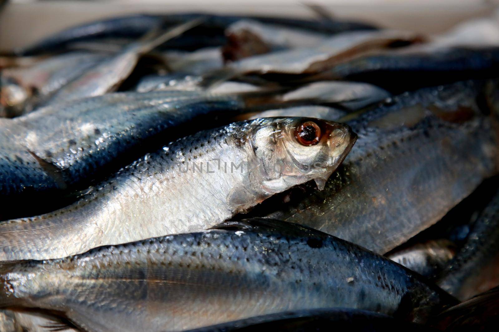 salvador, bahia, brazil - december 11, 2020: fresh fish for sale at the Agua de Meninos Popular Market, in the city of Salvador.
