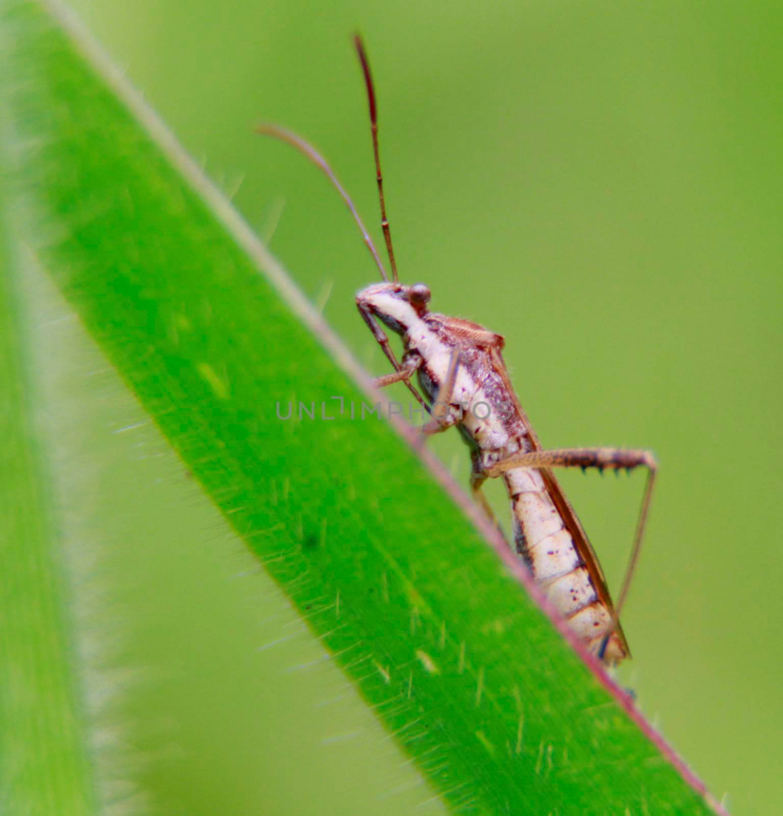 salvador, bahia / brazil - november 22, 2013: cricket insect is seen in crops in the city of Salvador.

