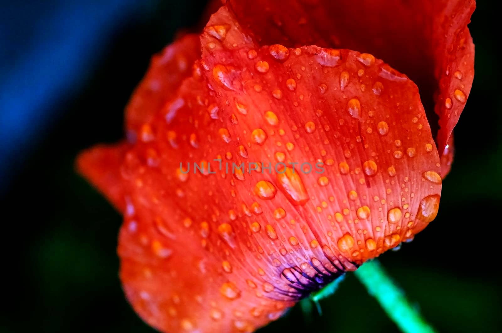 raindrops on red poppy petal, macro by valerypetr