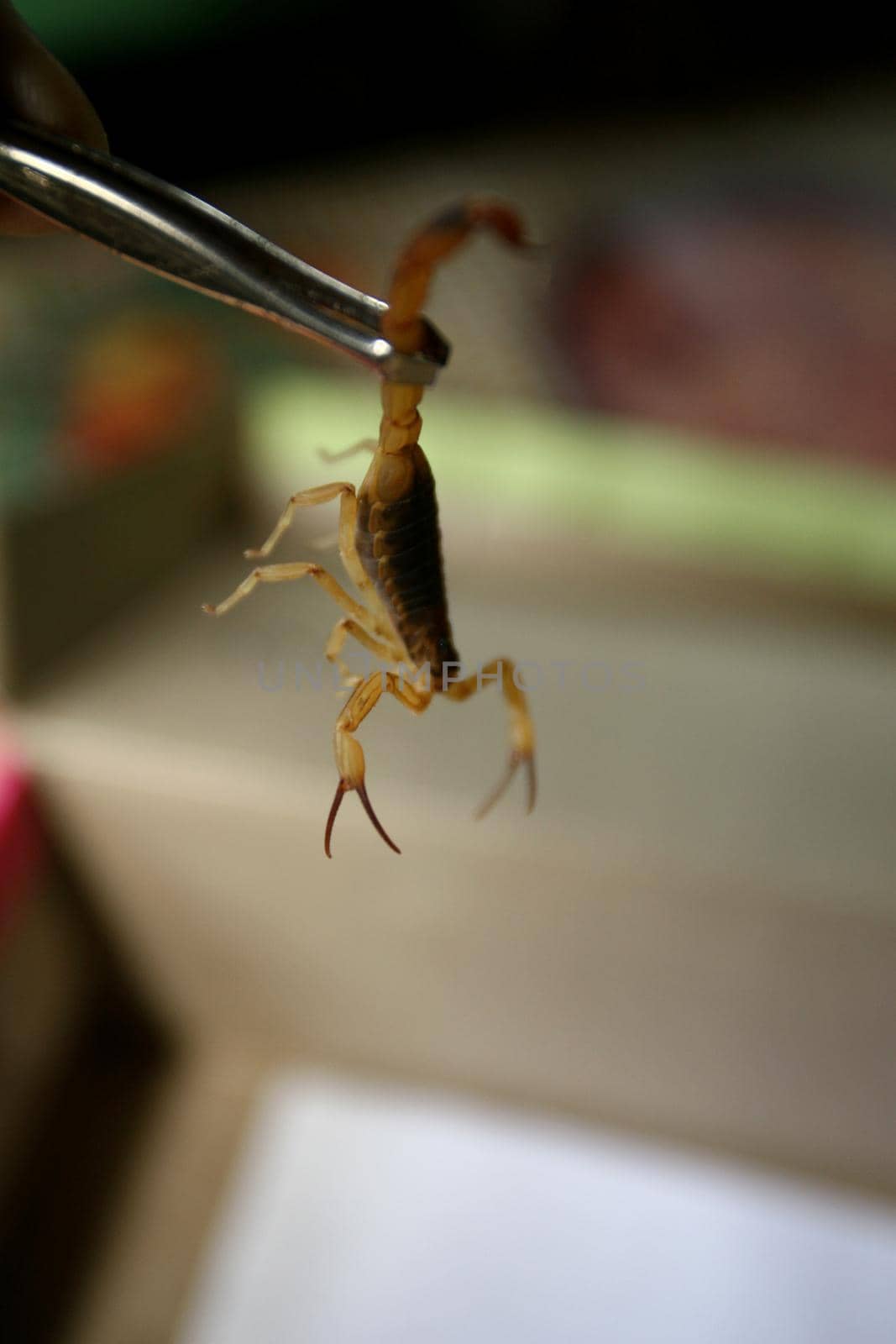 itabuna, bahia / brazil - june 16, 2011: man holds the scorpion insect in the neighborhood of Jacana in the city of Itabuna.