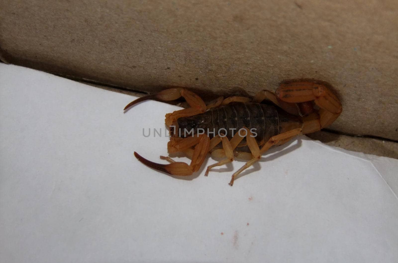 scorpion infestation at home by joasouza