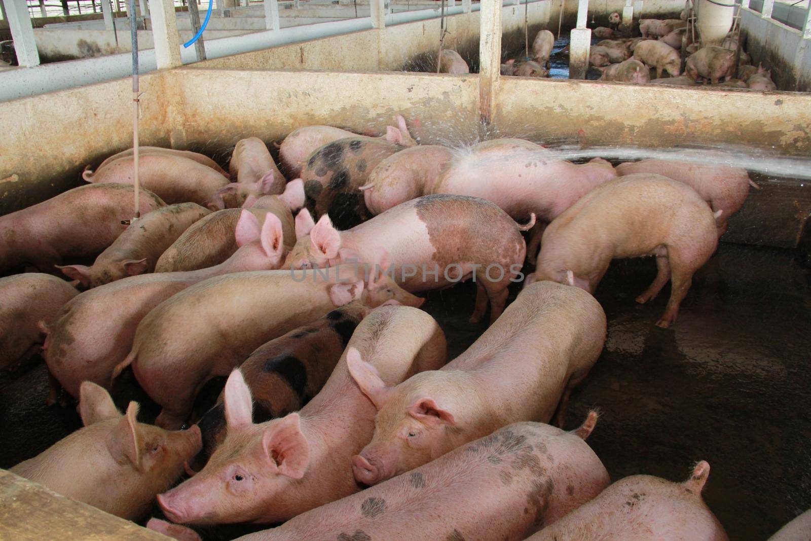 itabuna, bahia / brazil - june 15, 2012: Pig breeding farm in the city of Itabuna.
