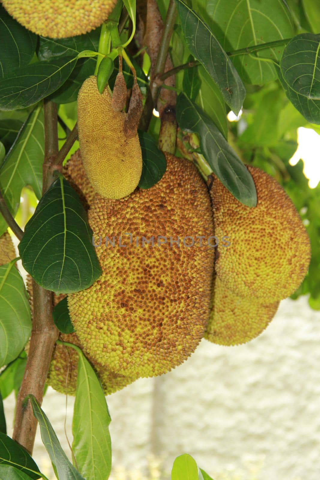 Jackfruit its fruits by joasouza