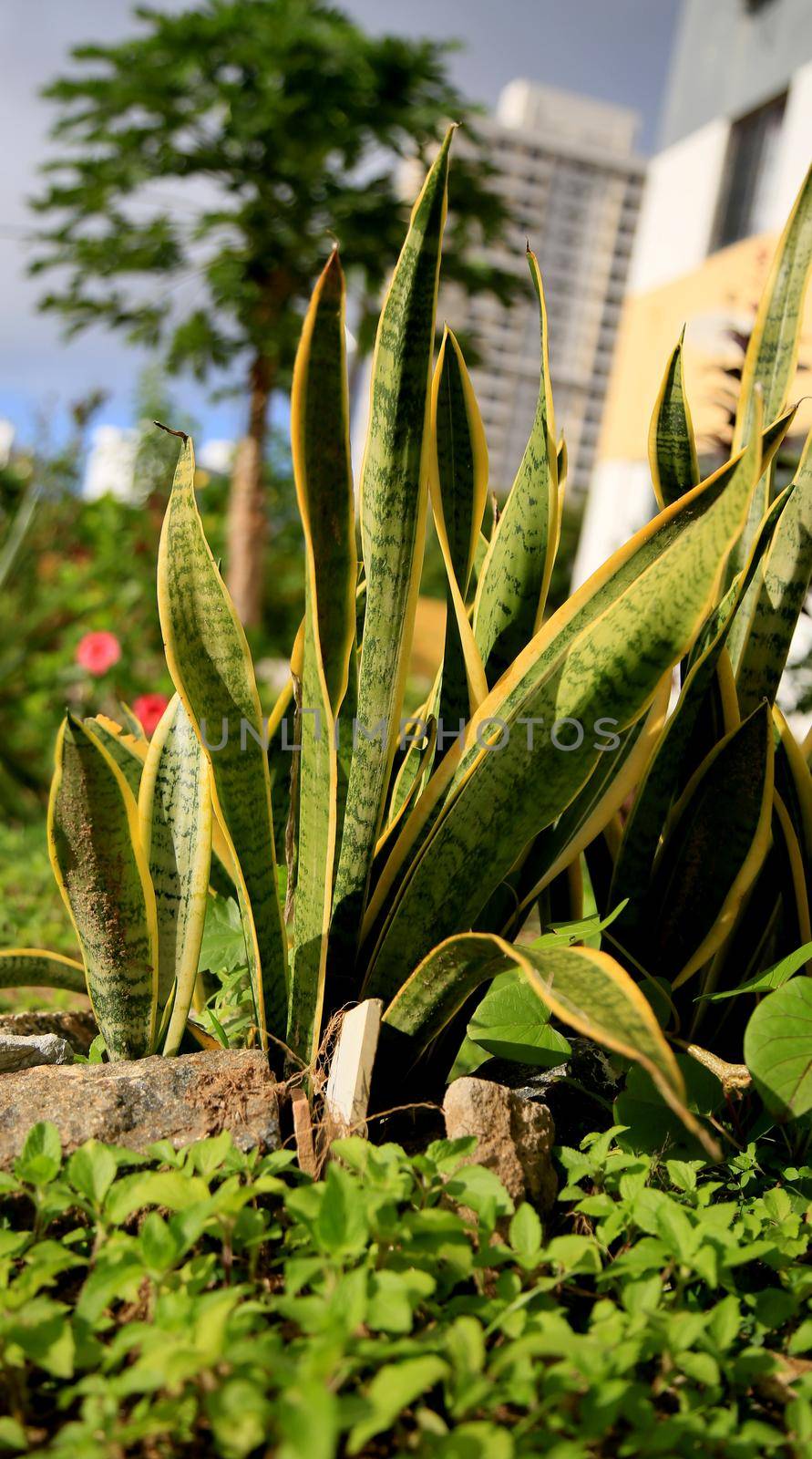salvador, bahia / brazil - june 16, 2020: Dracaena Trifasciata plant popularly known as the sword of Sao Jorge or sword of Ogum, is seen in a condominium in the city of Salvador.
