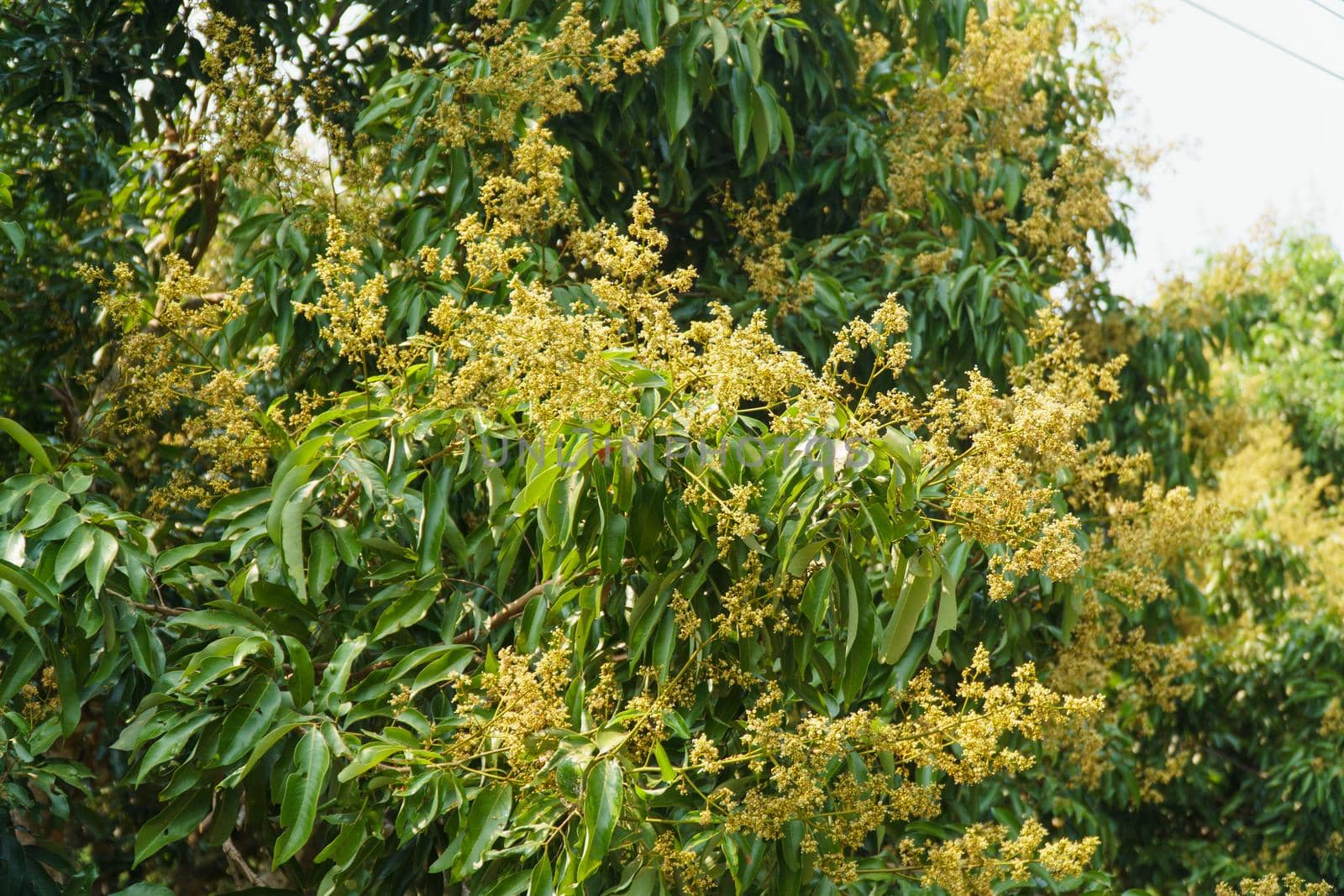 Litchi (Lychee) flower blossoms in garden , Chiang Mai ,Thailand.