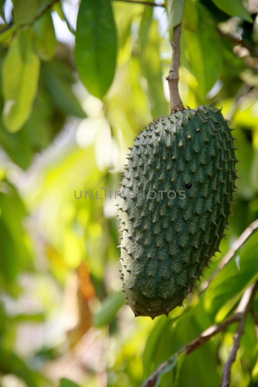 soursop plantation in bahia by joasouza