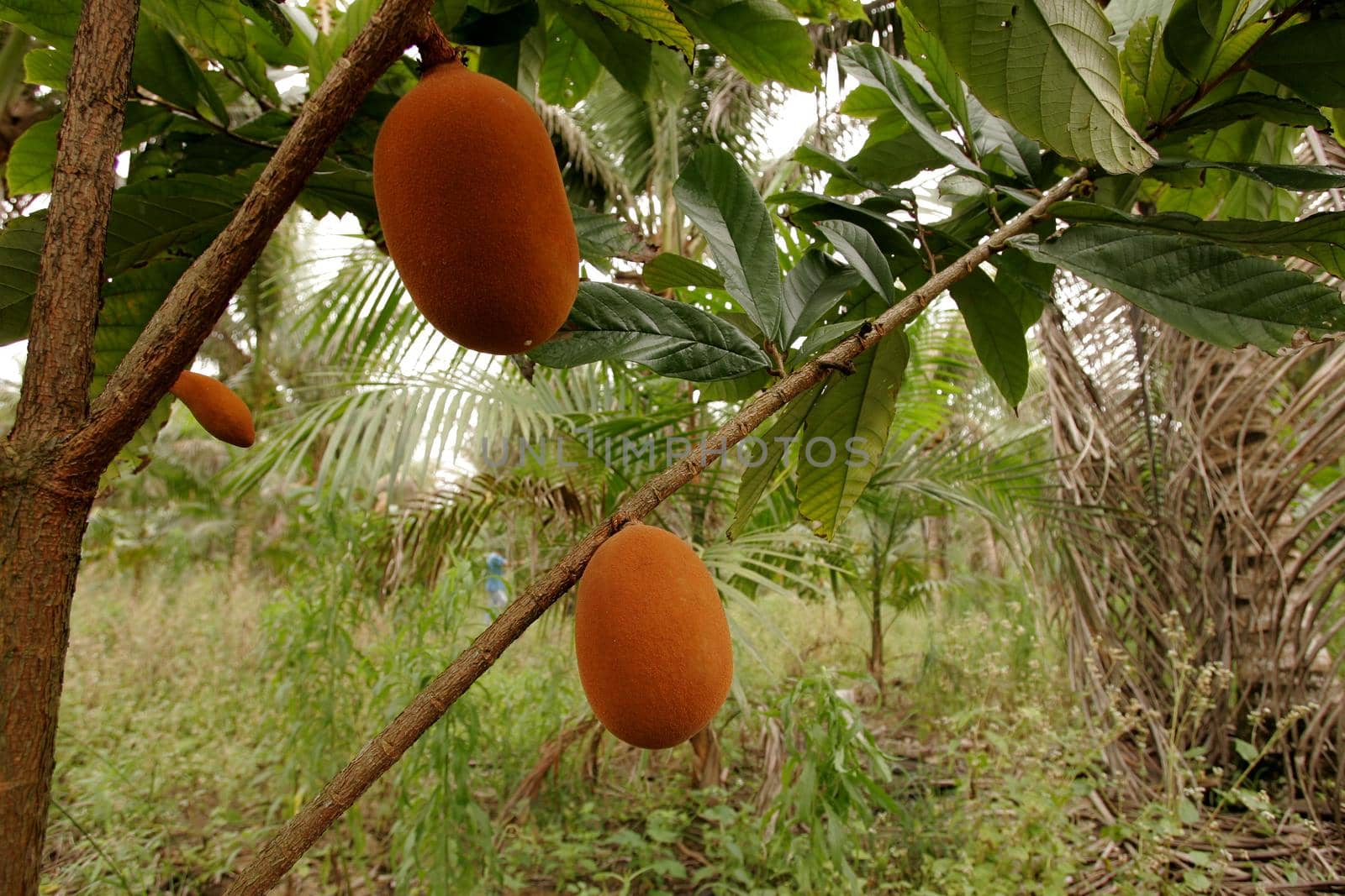 cupuacu plantation in southern Bahia by joasouza