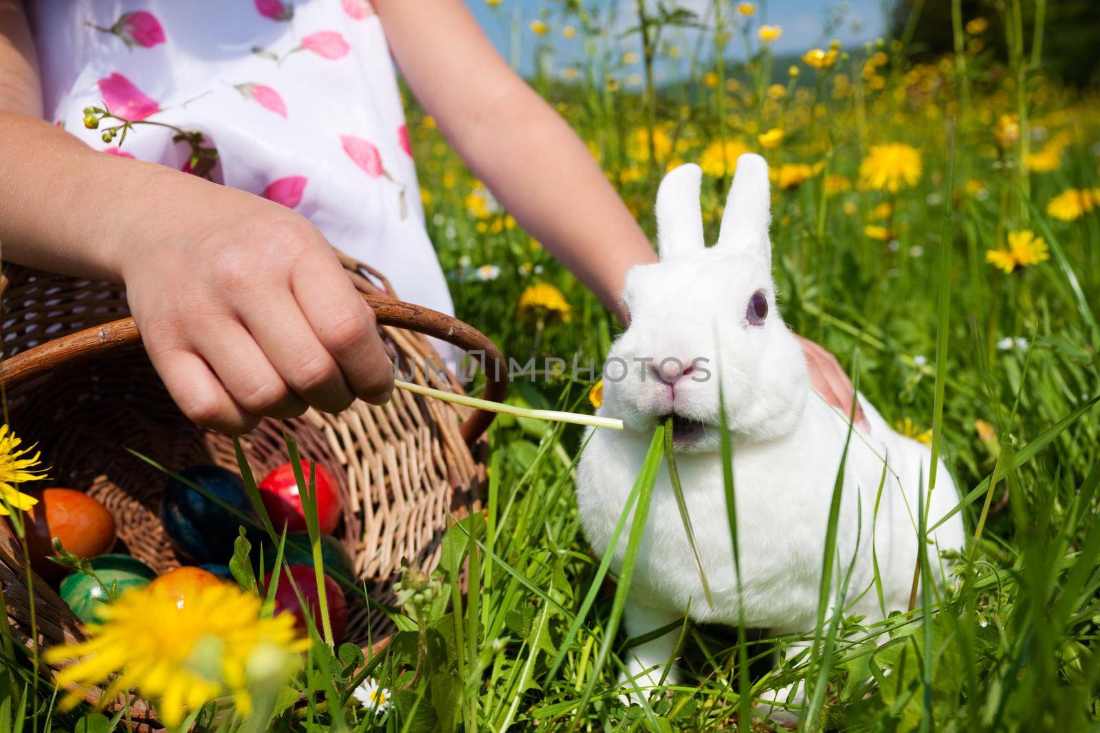 Easter bunny with eggs on a meadow in spring