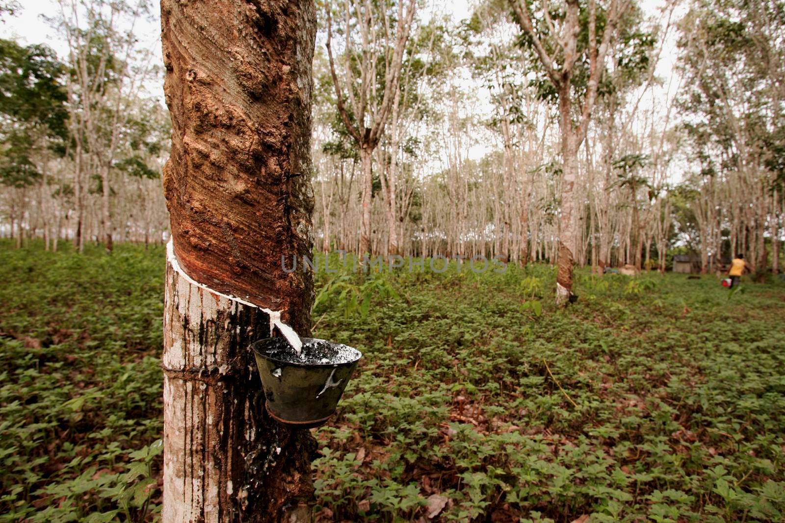 itabela, bahia / brazil - june 2, 2010: rubber plantation for latex production in the city of Itabela.