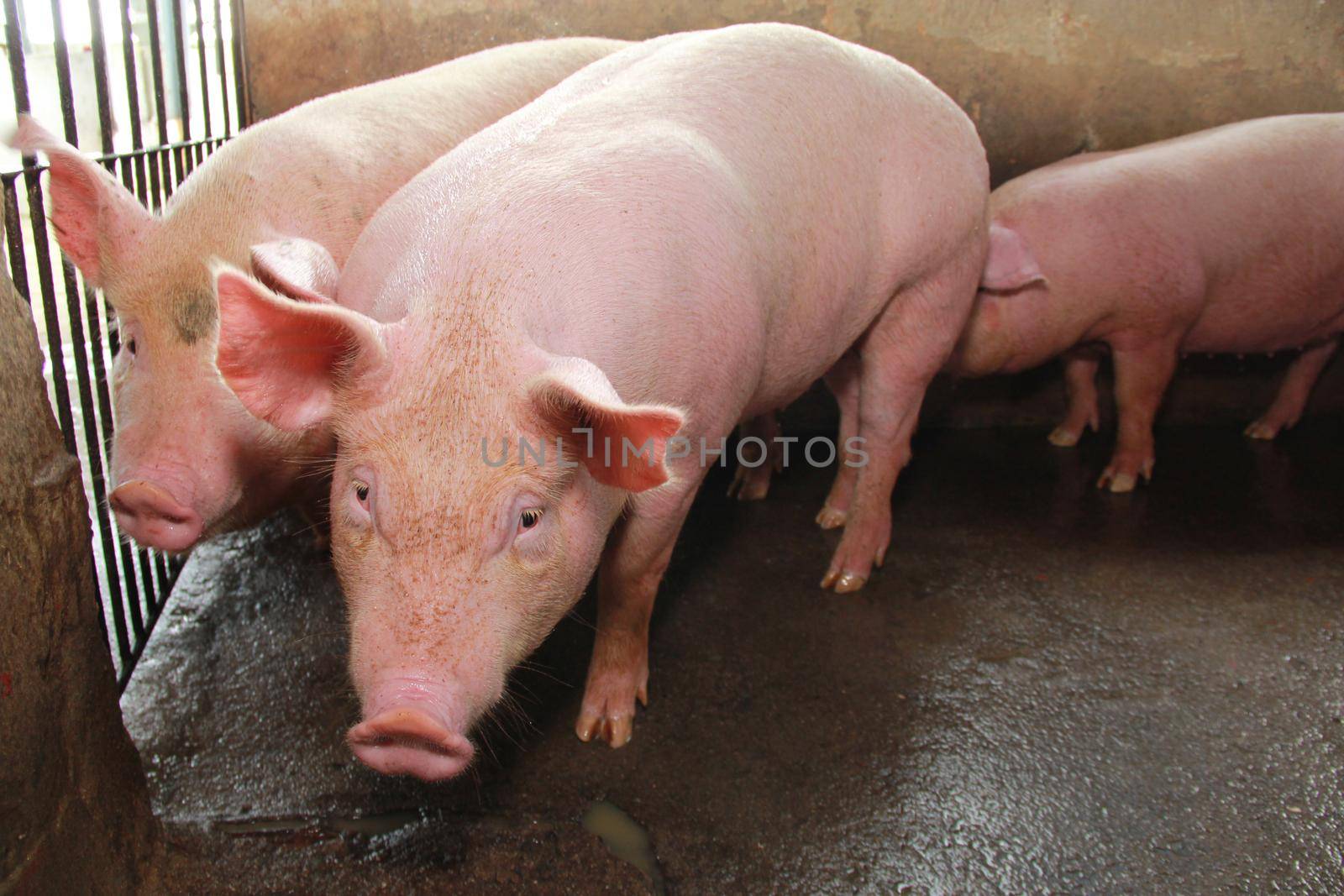 pig breeding in itabuna by joasouza