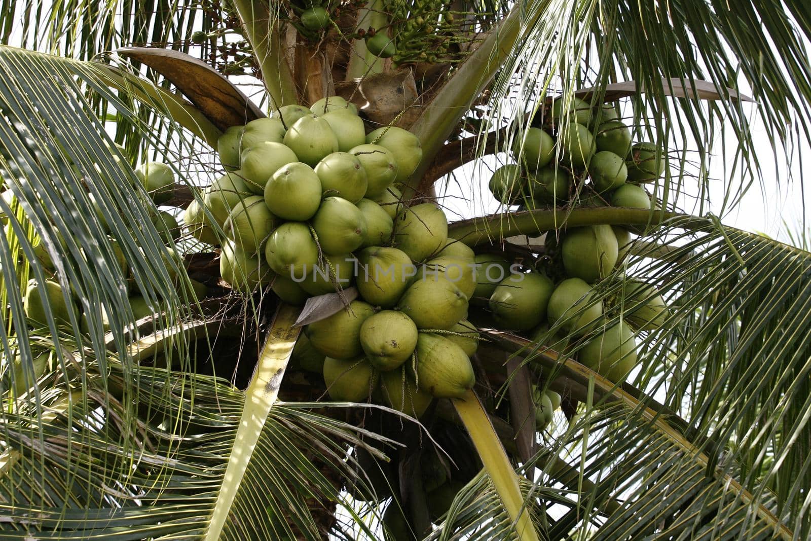 conde, bahia / brazil - july 17, 2013: Coconut plantation on farm in the city of Conde. The fruit is used to extract water and vegetable oil.