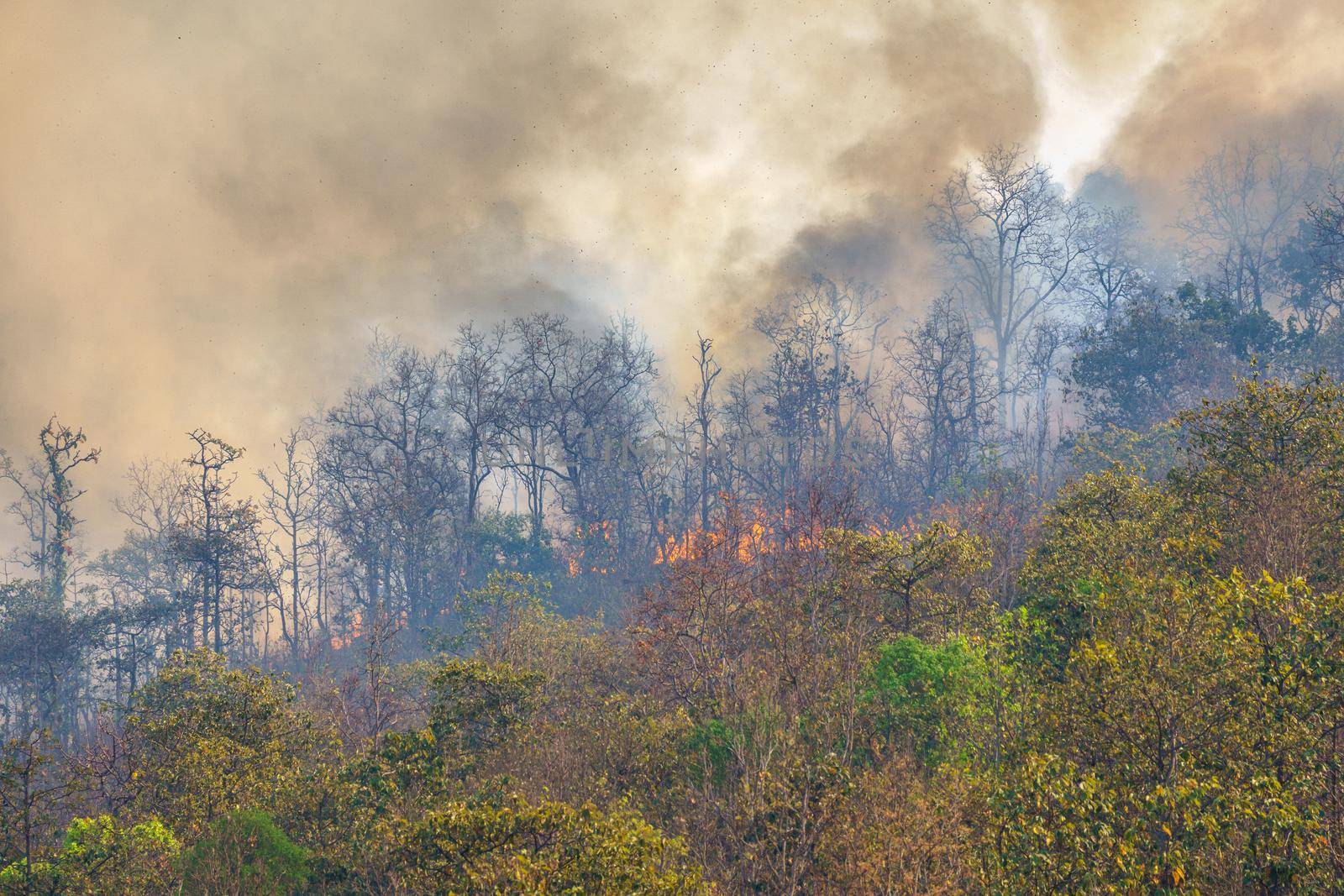 Rain forest fire disaster is burning caused by humans by toa55