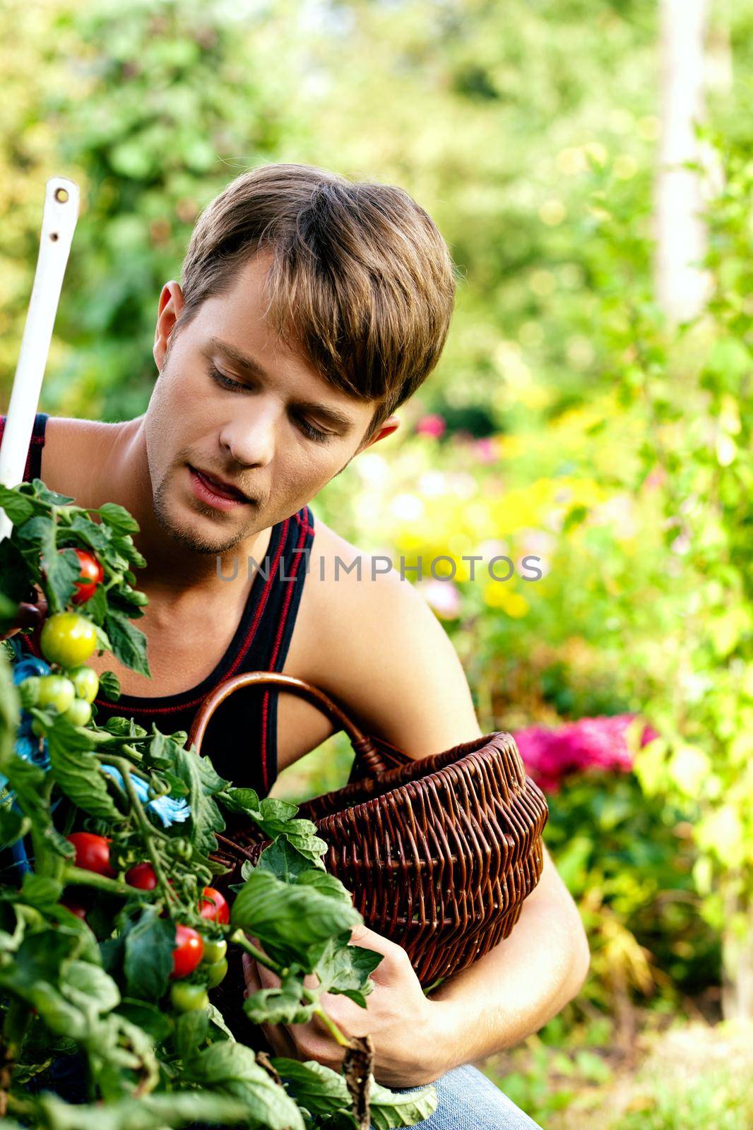 Gardening Man harvesting and eating tomatoes in their domestic garden on a sunny day